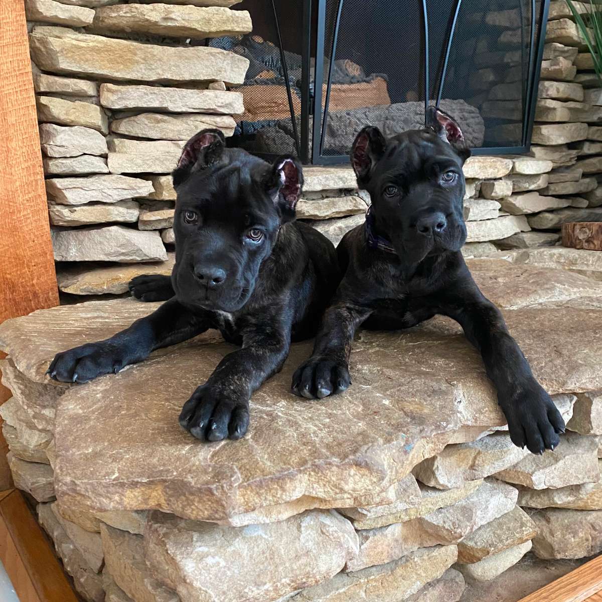 cane corso 1