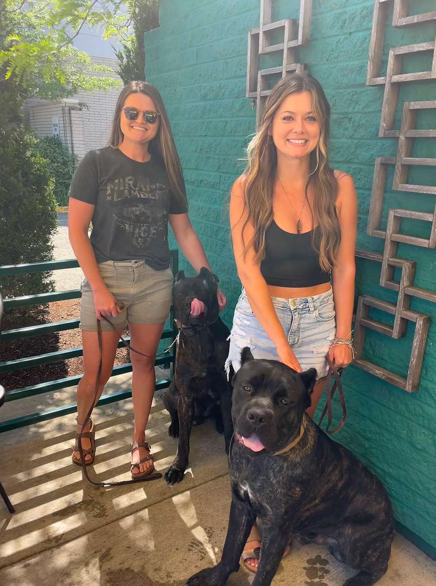 cane corso cta 2